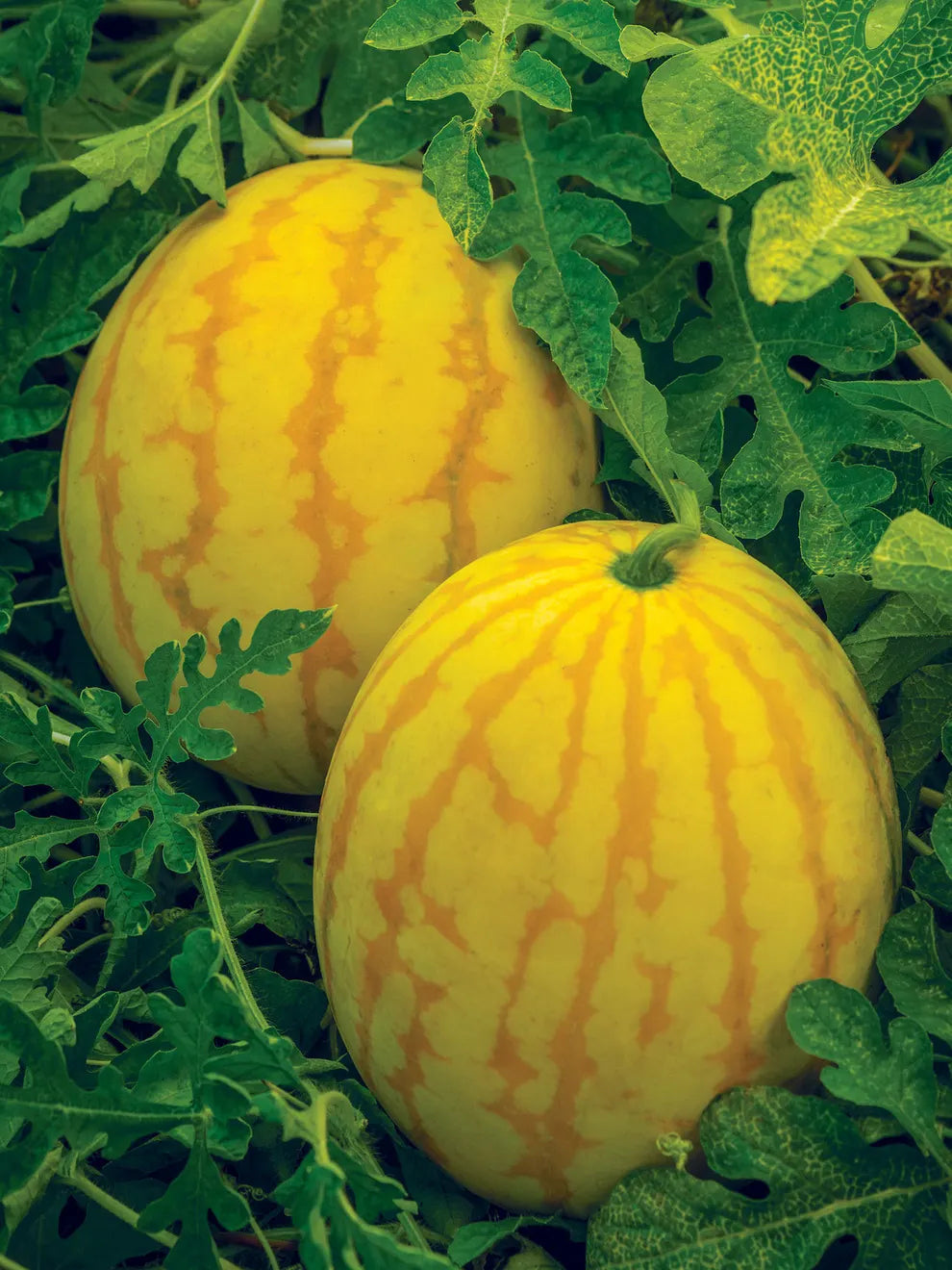 Golden Midget Watermelon Seeds | Early-Maturing Sweet Variety