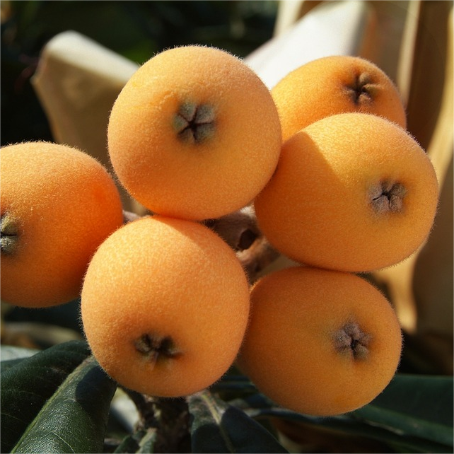 Five-Star Loquat Seeds | Sweet Jelly-Textured Fruit