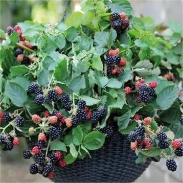 Sweet Giant Blackberry Seeds | Thornless Hybrid Variety