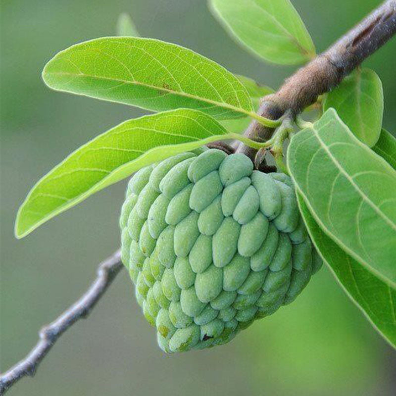 Custard Apple Seeds | Annona Squamosa Sugar Apple