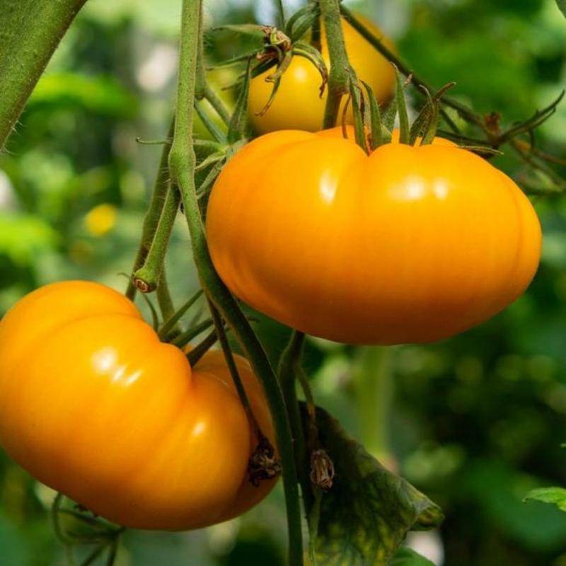 Amana Orange Heirloom Tomato Seeds | Giant Beefsteak Variety