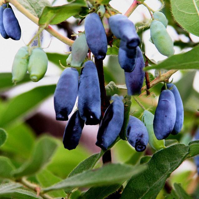 Blue Honeysuckle Berry Seeds | Lonicera Caerulea Superfruit