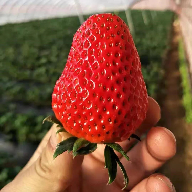 CREAM Strawberry Seeds | All-Season Everbearing Variety