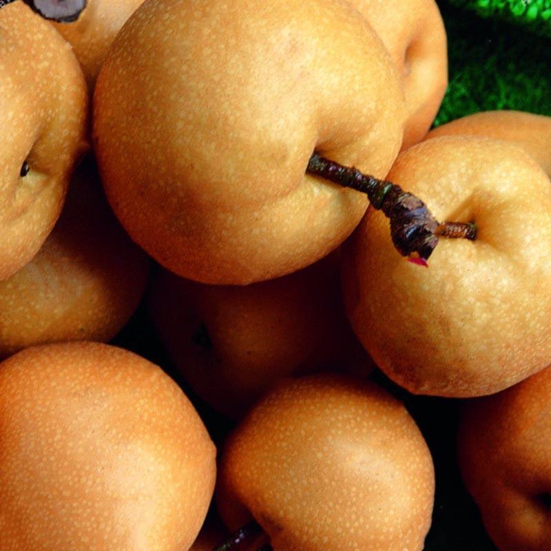 Yellow Chinese Pear Tree Seeds | Sweet Bonsai Fruit Tree