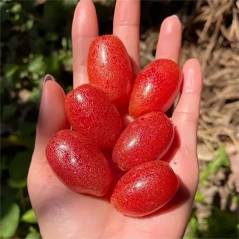 Denseflower Elaeagnus Fruit Seeds | Honey-Sweet Superfruit