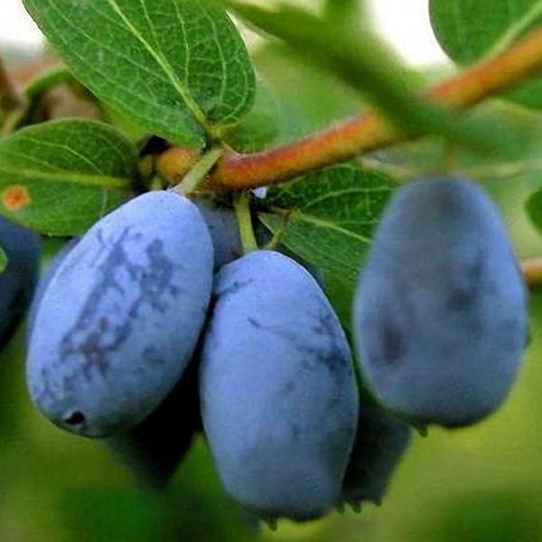 Blue Honeysuckle Berry Seeds | Lonicera Caerulea Superfruit