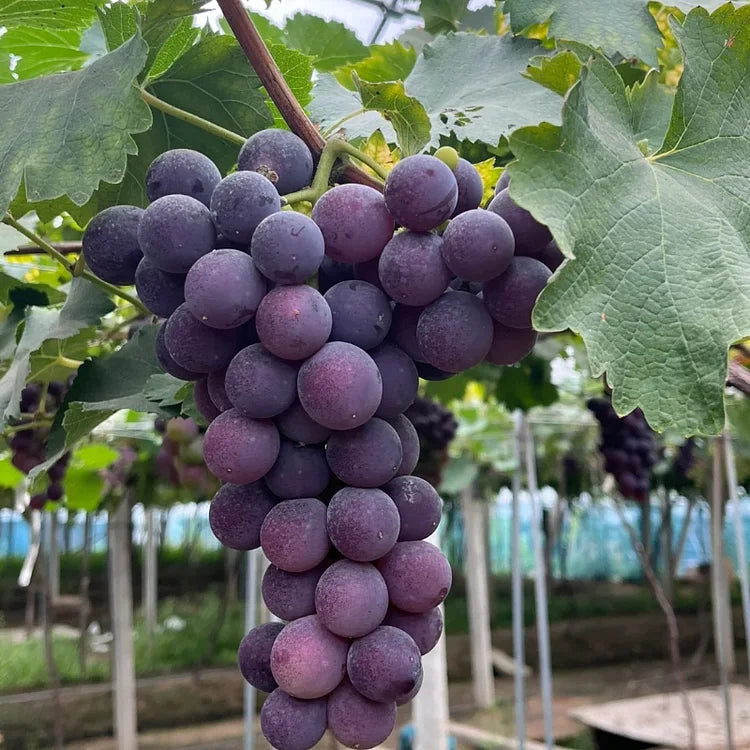 Midknight Beauty Grape Seeds | Fragrant Rose-Scented Variety