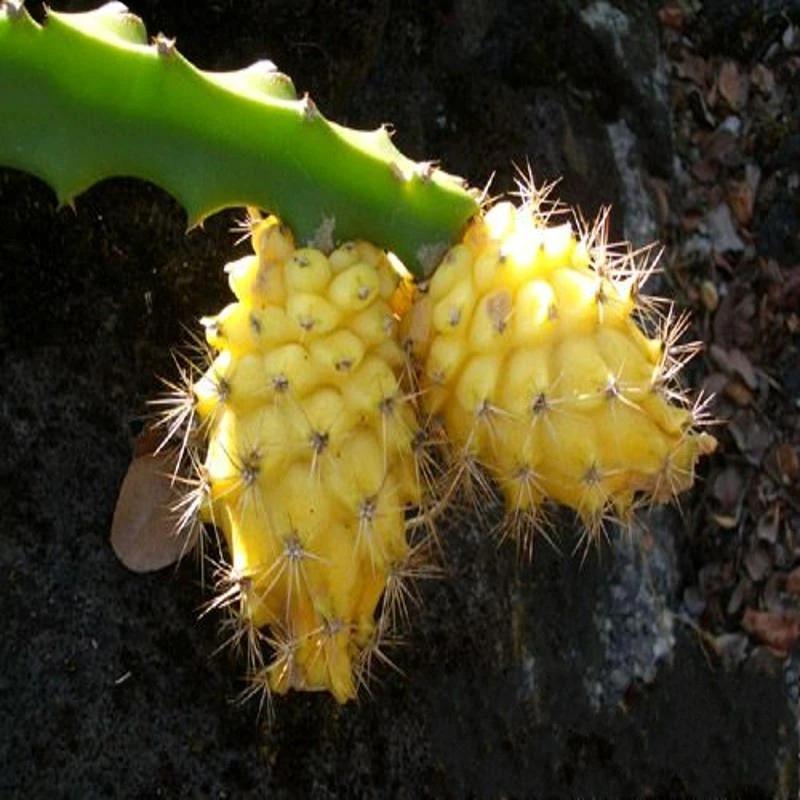 Yellow Pitahaya Seeds | Sweet Dragon Fruit Variety