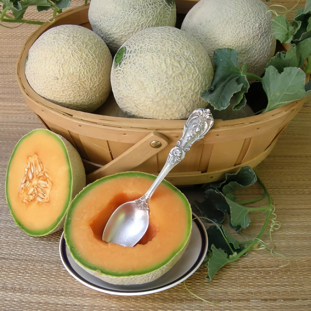 Sugar Cube Mini Cantaloupe Seeds | Personal-Sized Sweet Melon