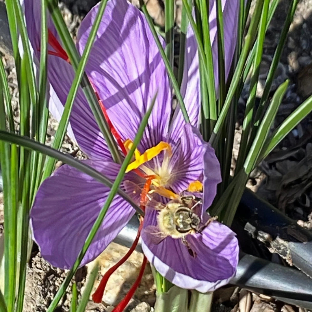 Saffron Crocus Bulbs | Grow Your Own Precious Spice