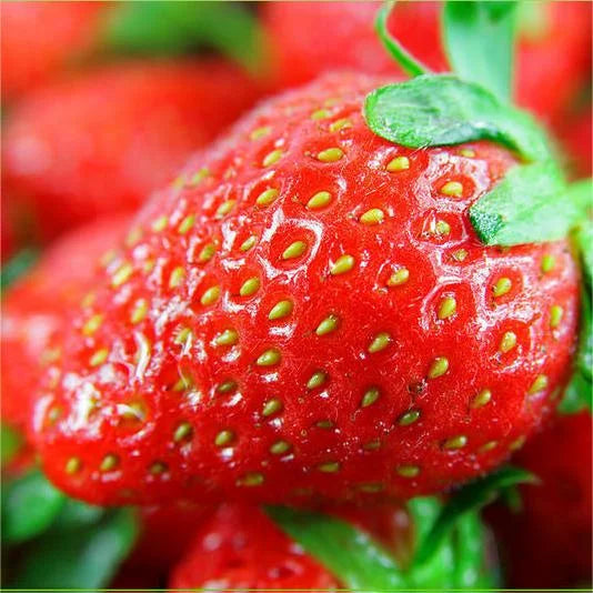 CREAM Strawberry Seeds | All-Season Everbearing Variety