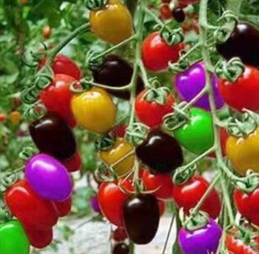 Colorful Cherry Tomato Seeds | Early Harvest Sweet Variety