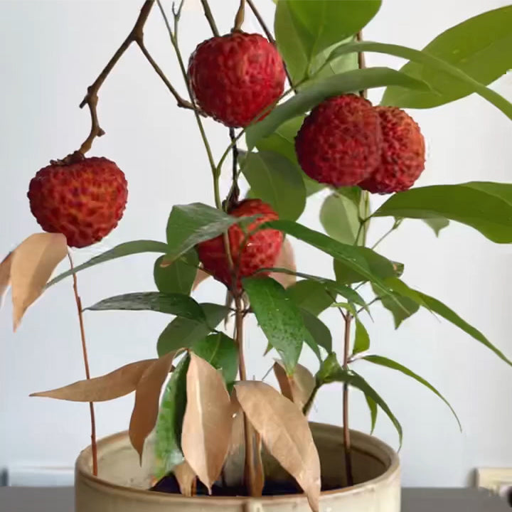 Fragrant Lychee Seeds | Cold-Tolerant Sweet Variety