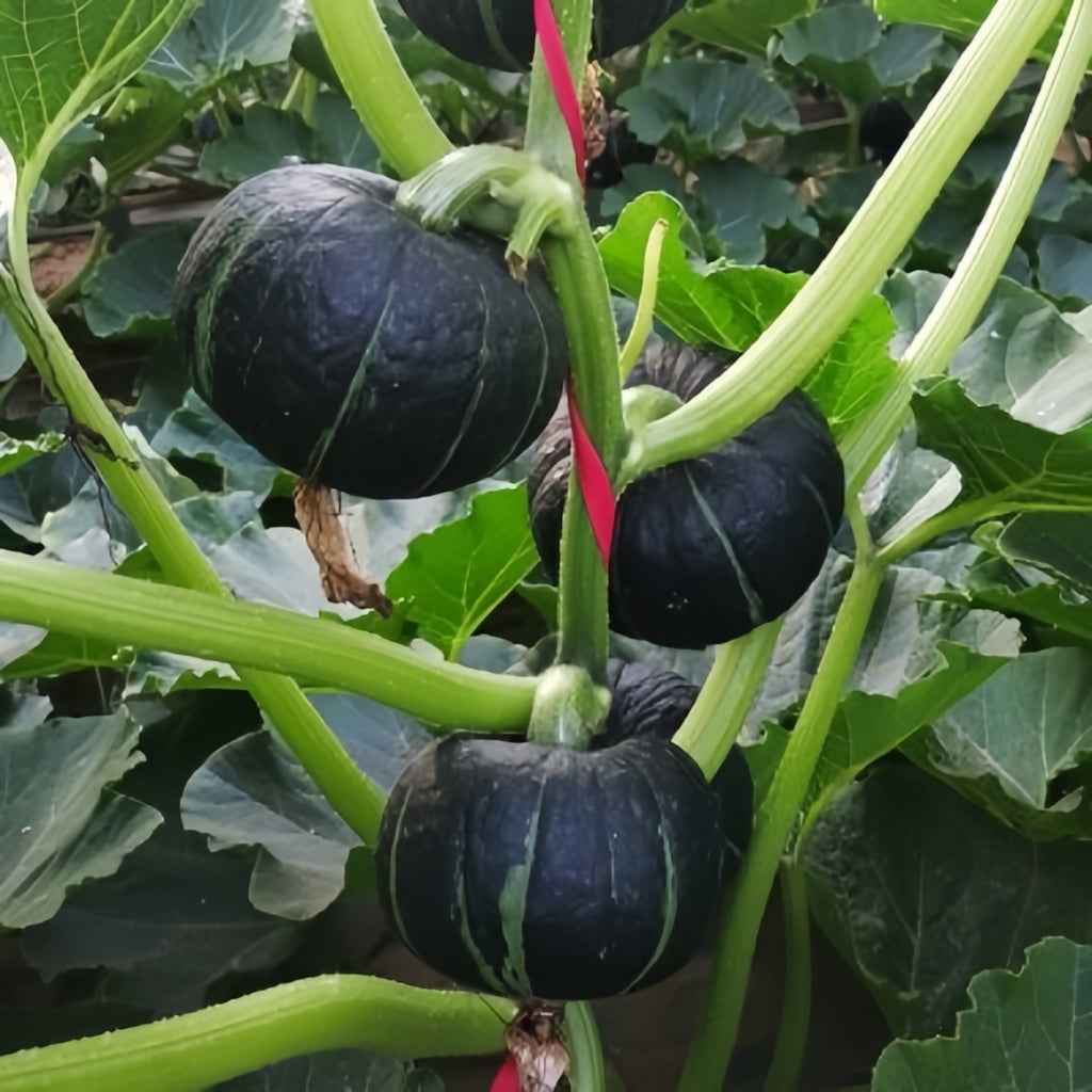 Baby Pumpkin Seeds | Mini Sweet Pumpkin Variety