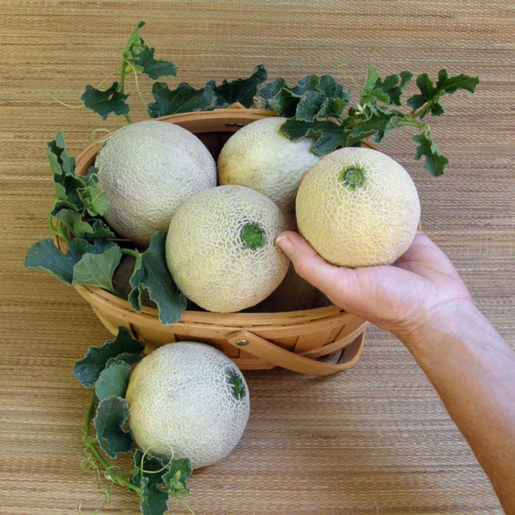 Sugar Cube Mini Cantaloupe Seeds | Personal-Sized Sweet Melon