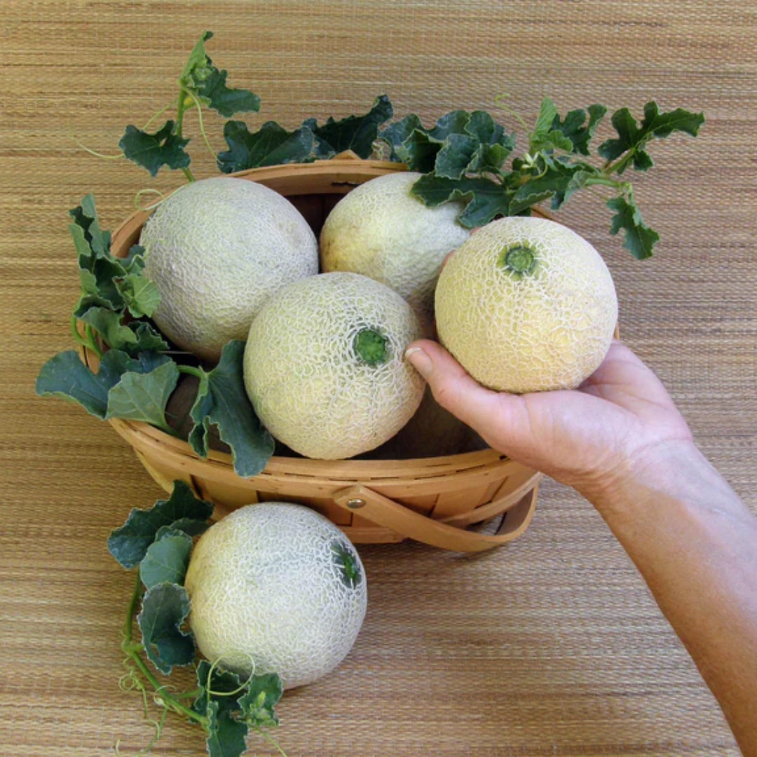 Sugar Cube Mini Cantaloupe Seeds | Personal-Sized Sweet Melon