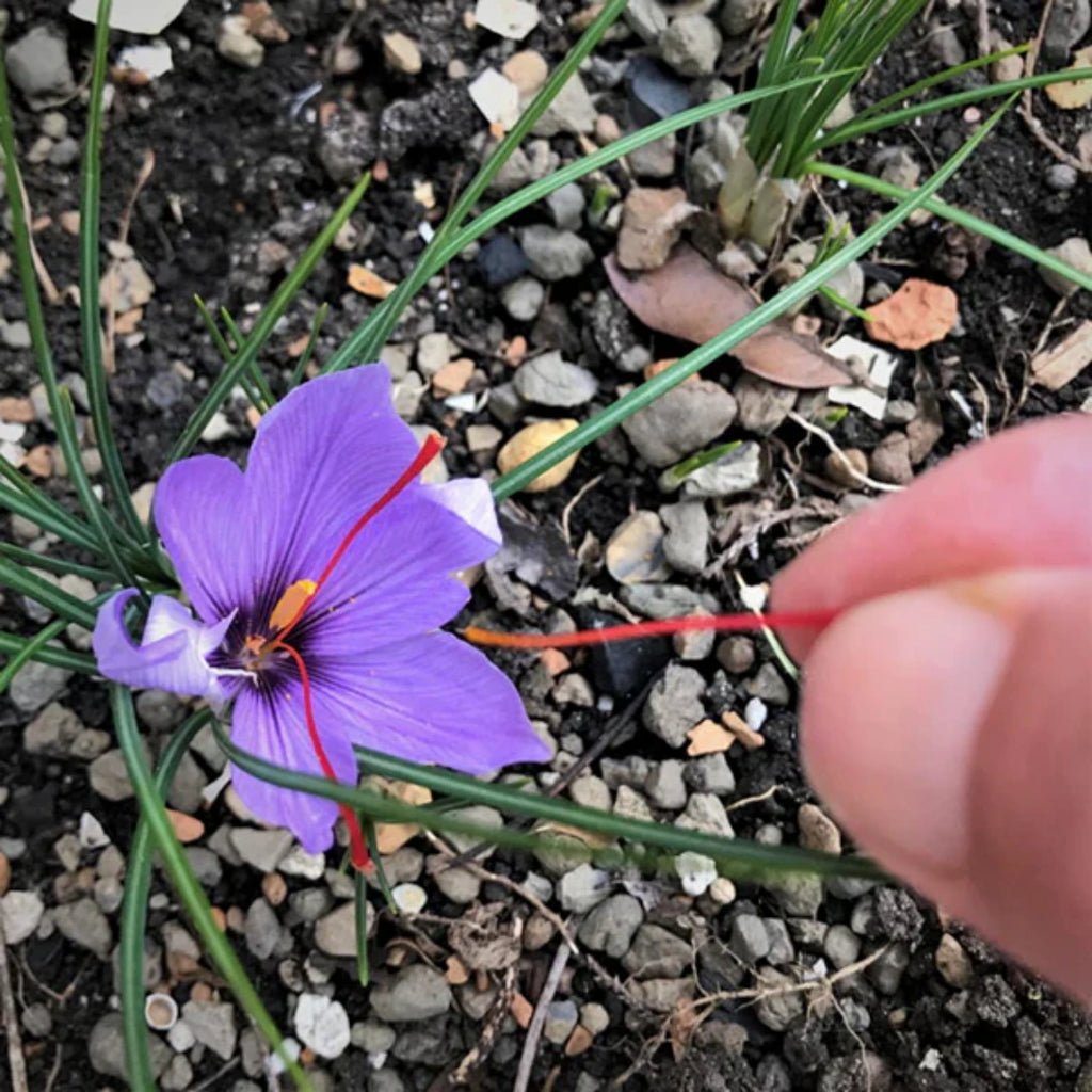 Saffron Crocus Bulbs | Grow Your Own Precious Spice