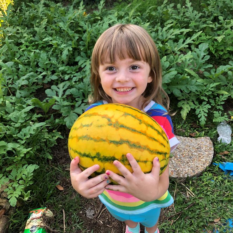 Golden Midget Watermelon Seeds | Early-Maturing Sweet Variety