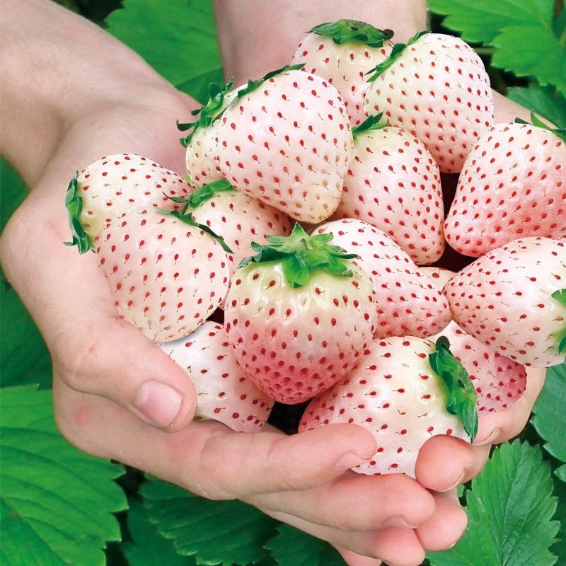 Cream Giant Strawberry Seeds | Large Juicy Variety