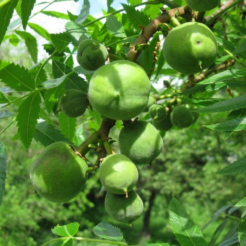 Xanthoceras sorbifolium Seeds | Chinese Flowering Chestnut