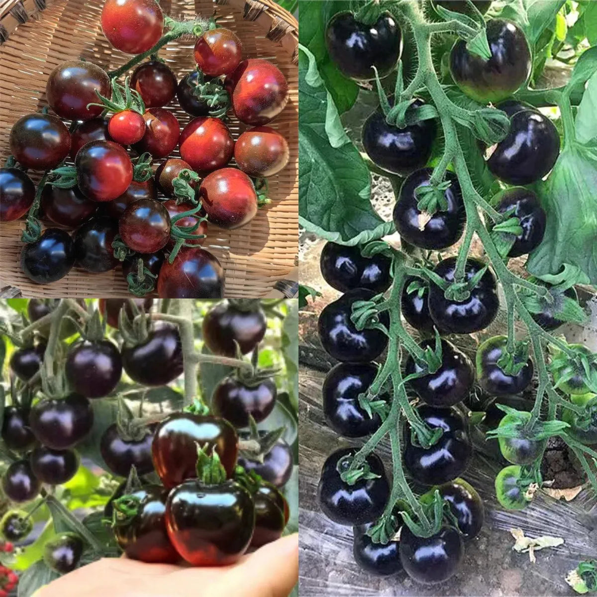 Rare Black Tomato Seeds | Nutrient-Rich Heirloom Variety