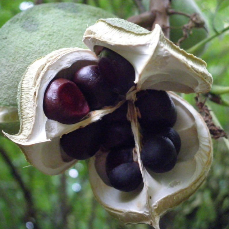 Xanthoceras sorbifolium Seeds | Chinese Flowering Chestnut