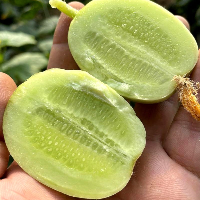Thumb Cucumber Seeds | Golden Boy & Jade Lady Mini Cucumber Duo
