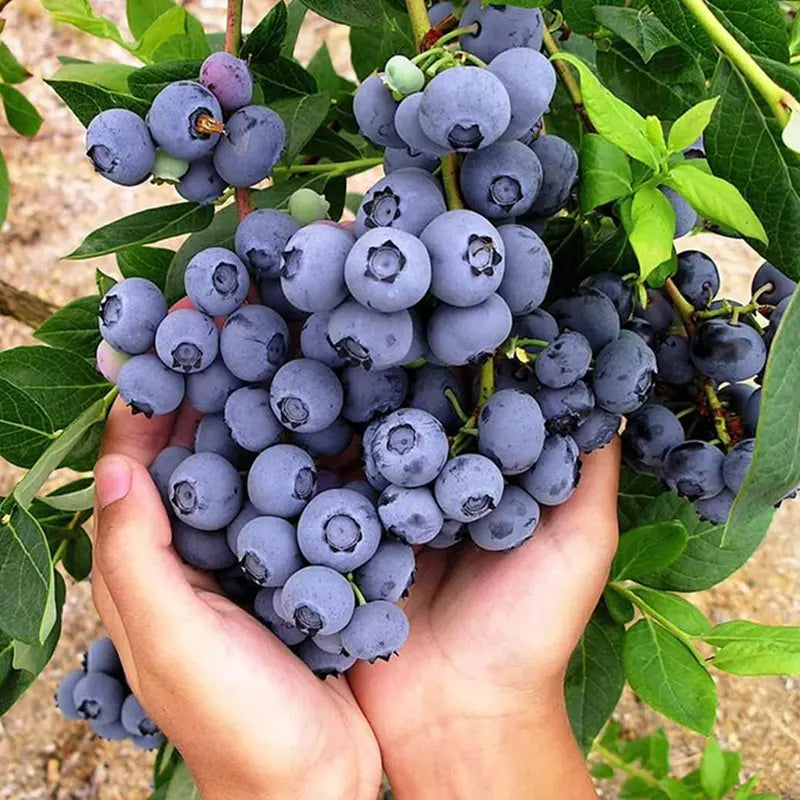 Large-Fruit Potted Blueberry Seeds | Quick-Harvest Superberry