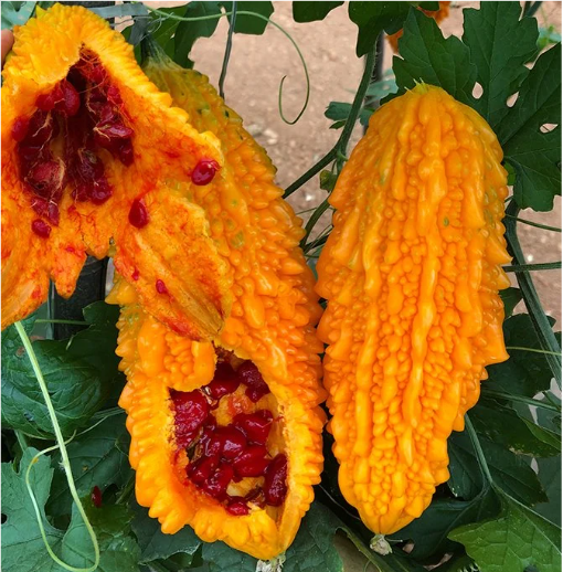 Lai Grape Bitter Gourd Seeds | Ornamental Edible Variety