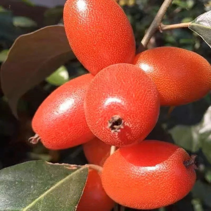 Denseflower Elaeagnus Fruit Seeds | Honey-Sweet Superfruit