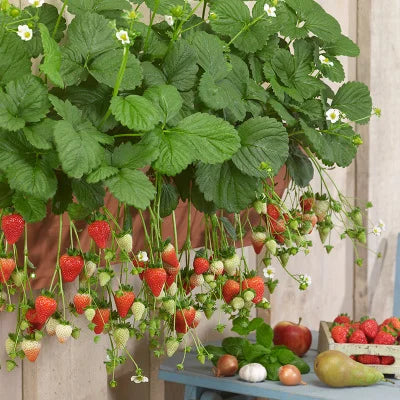 CREAM Strawberry Seeds | All-Season Everbearing Variety