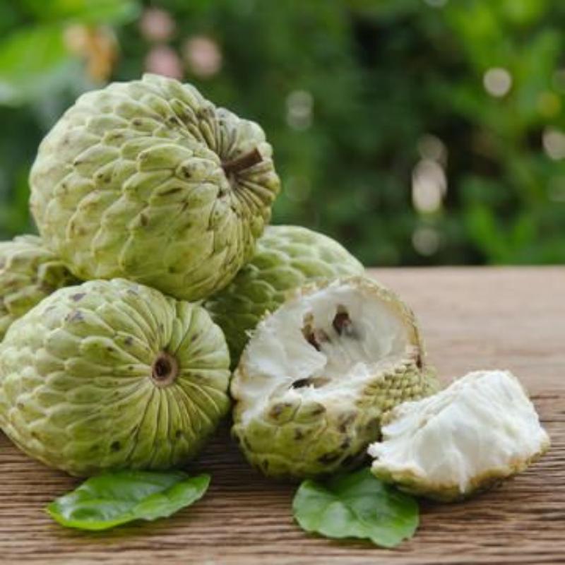 Custard Apple Seeds | Annona Squamosa Sugar Apple