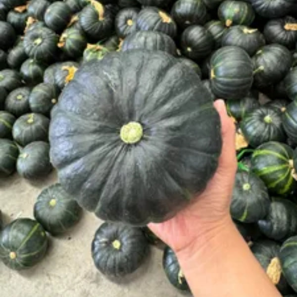 Baby Pumpkin Seeds | Mini Sweet Pumpkin Variety