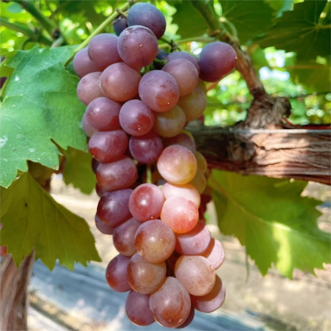 Midknight Beauty Grape Seeds | Fragrant Rose-Scented Variety