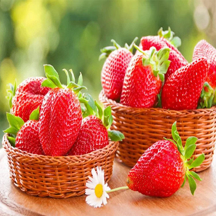 CREAM Strawberry Seeds | All-Season Everbearing Variety