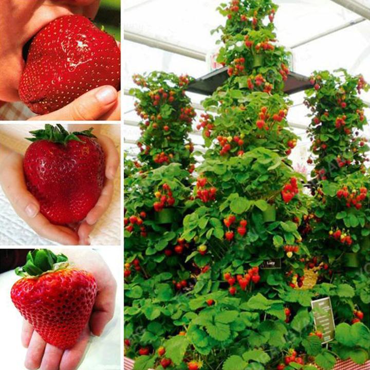 Climbing Strawberry Tree Seeds | Vertical Garden Variety
