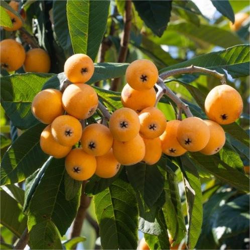 Five-Star Loquat Seeds | Sweet Jelly-Textured Fruit