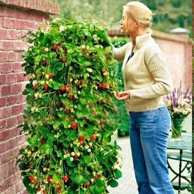 Climbing Strawberry Tree Seeds | Vertical Garden Variety