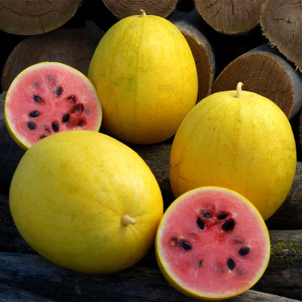 Golden Midget Watermelon Seeds | Early-Maturing Sweet Variety