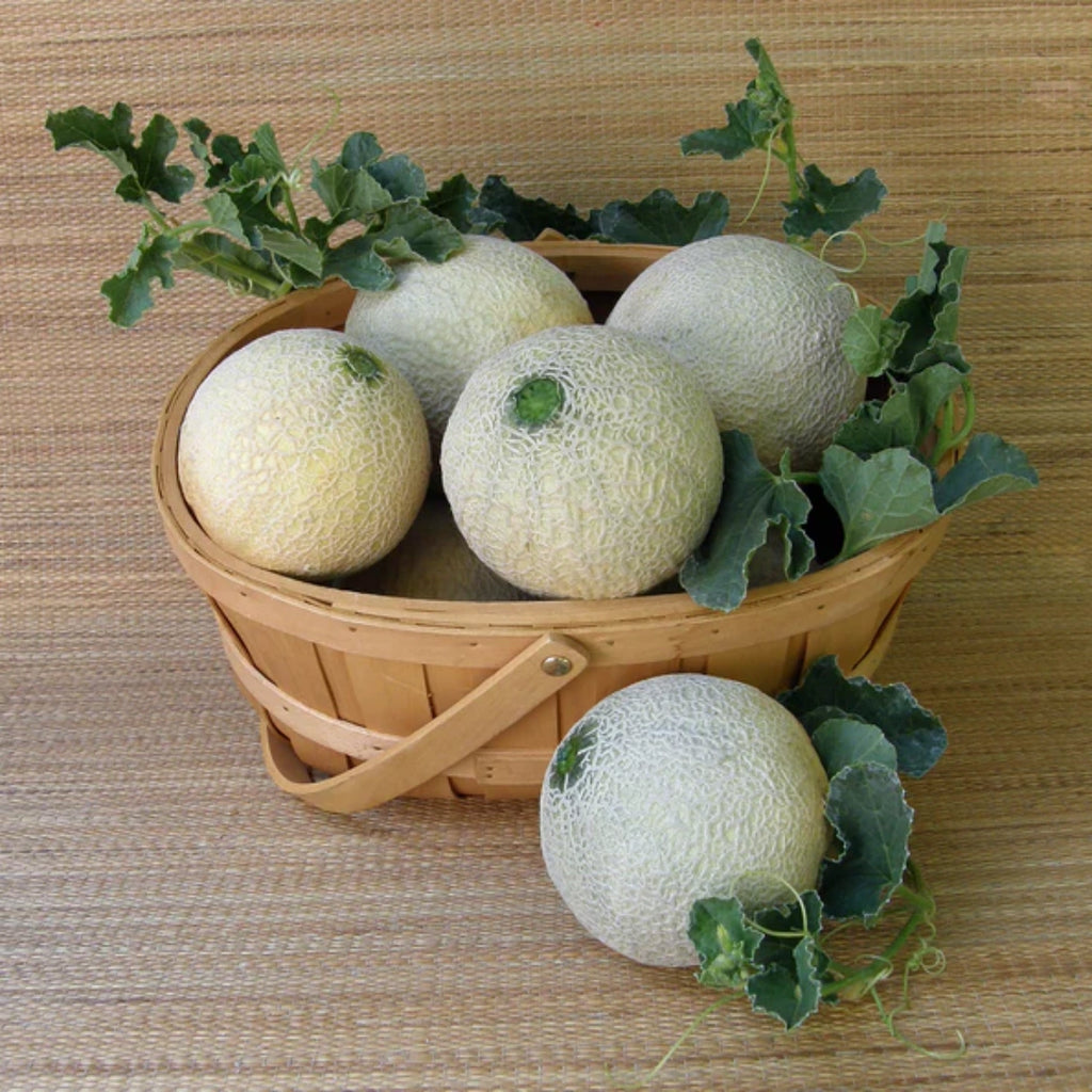 Sugar Cube Mini Cantaloupe Seeds | Personal-Sized Sweet Melon