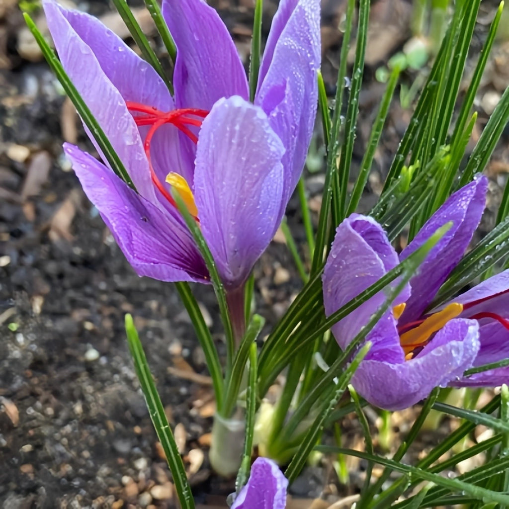 Saffron Crocus Bulbs | Grow Your Own Precious Spice
