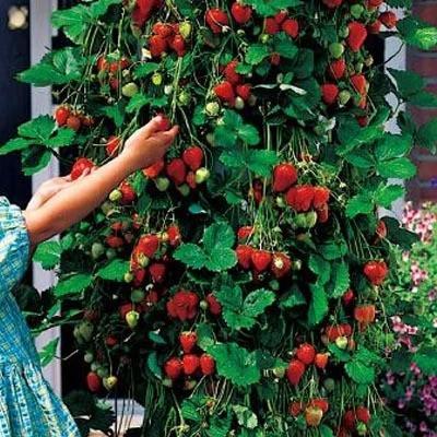 Climbing Strawberry Tree Seeds | Vertical Garden Variety