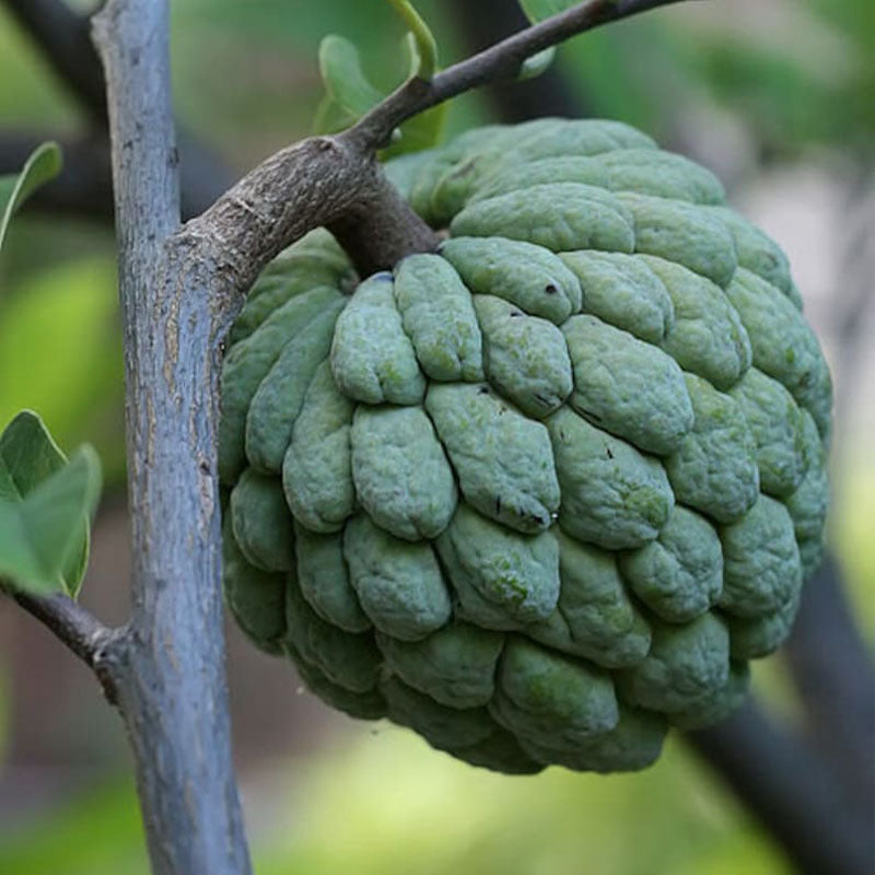 Custard Apple Seeds | Annona Squamosa Sugar Apple