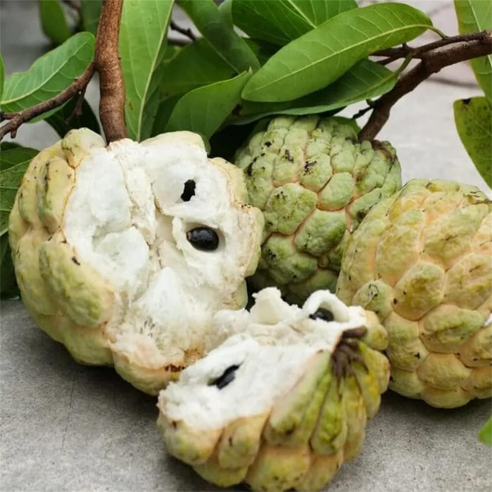Custard Apple Seeds | Annona Squamosa Sugar Apple