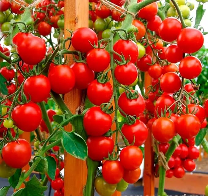 Tomato Supersweet 100 F1 Hybrid | Prolific Cherry Tomato