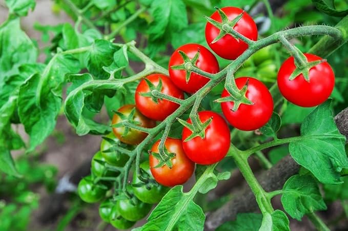 Tomato Supersweet 100 F1 Hybrid | Prolific Cherry Tomato