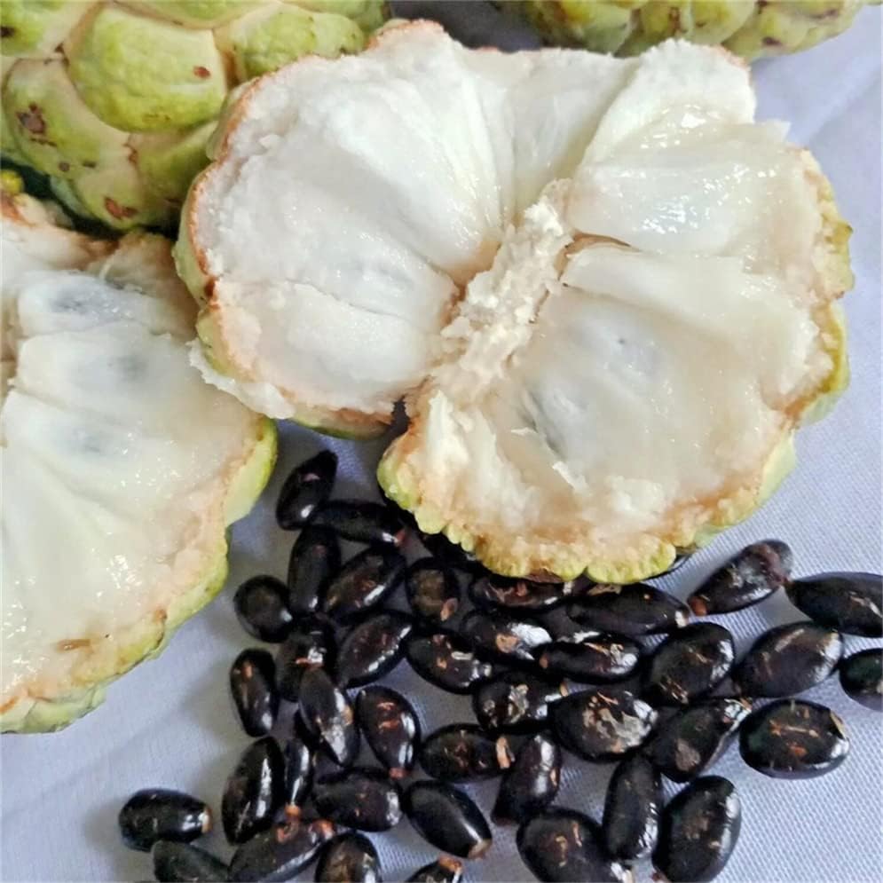 Custard Apple Seeds | Annona Squamosa Sugar Apple