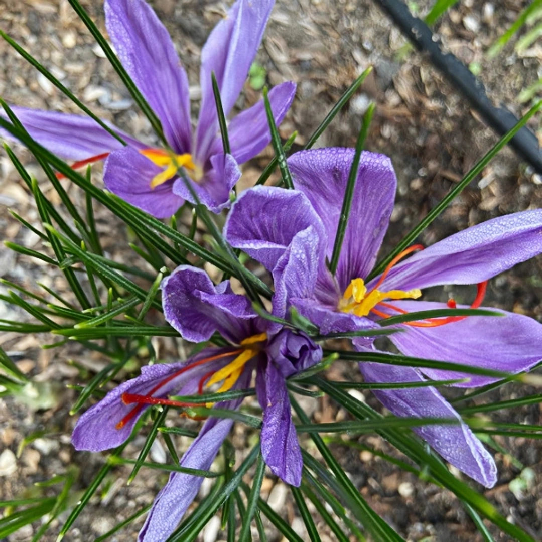 Saffron Crocus Bulbs | Grow Your Own Precious Spice
