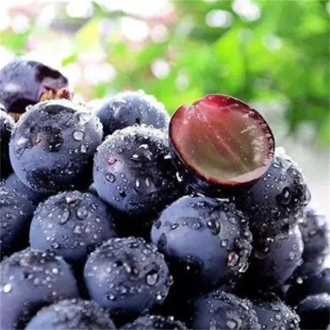 Midknight Beauty Grape Seeds | Fragrant Rose-Scented Variety