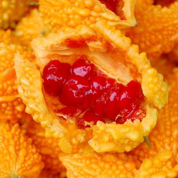 Lai Grape Bitter Gourd Seeds | Ornamental Edible Variety